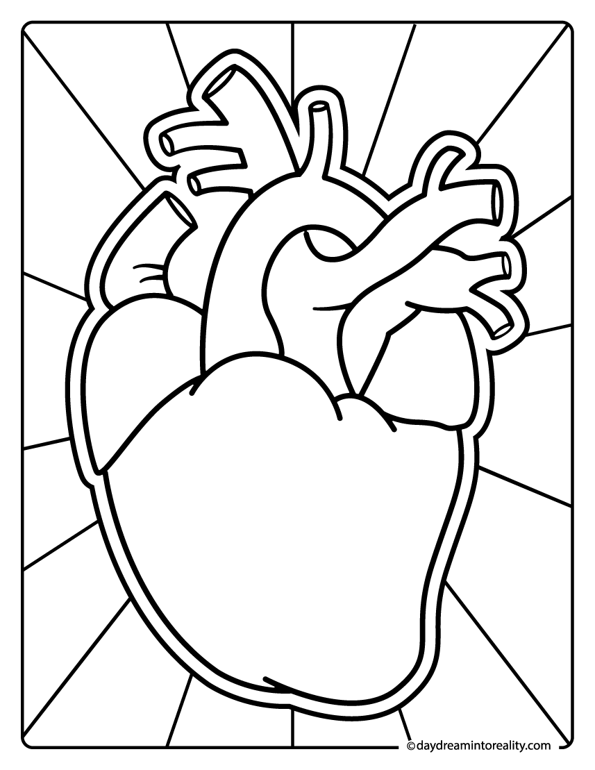 Human anatomical heart coloring page with simple line art.